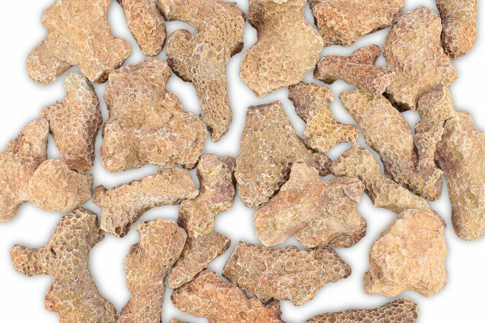 1 1/2 to 2 1/2" Devonian Fossil Tabulate Coral Piece - Photo 1